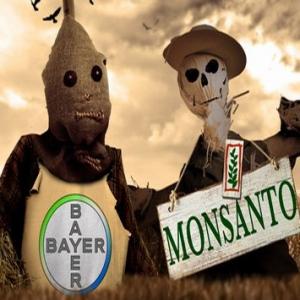    Bayer     