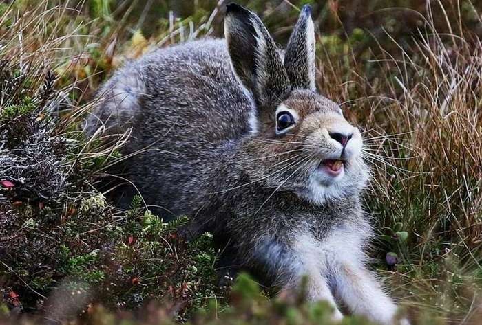 Открывай, неверный! Тебе доставка!