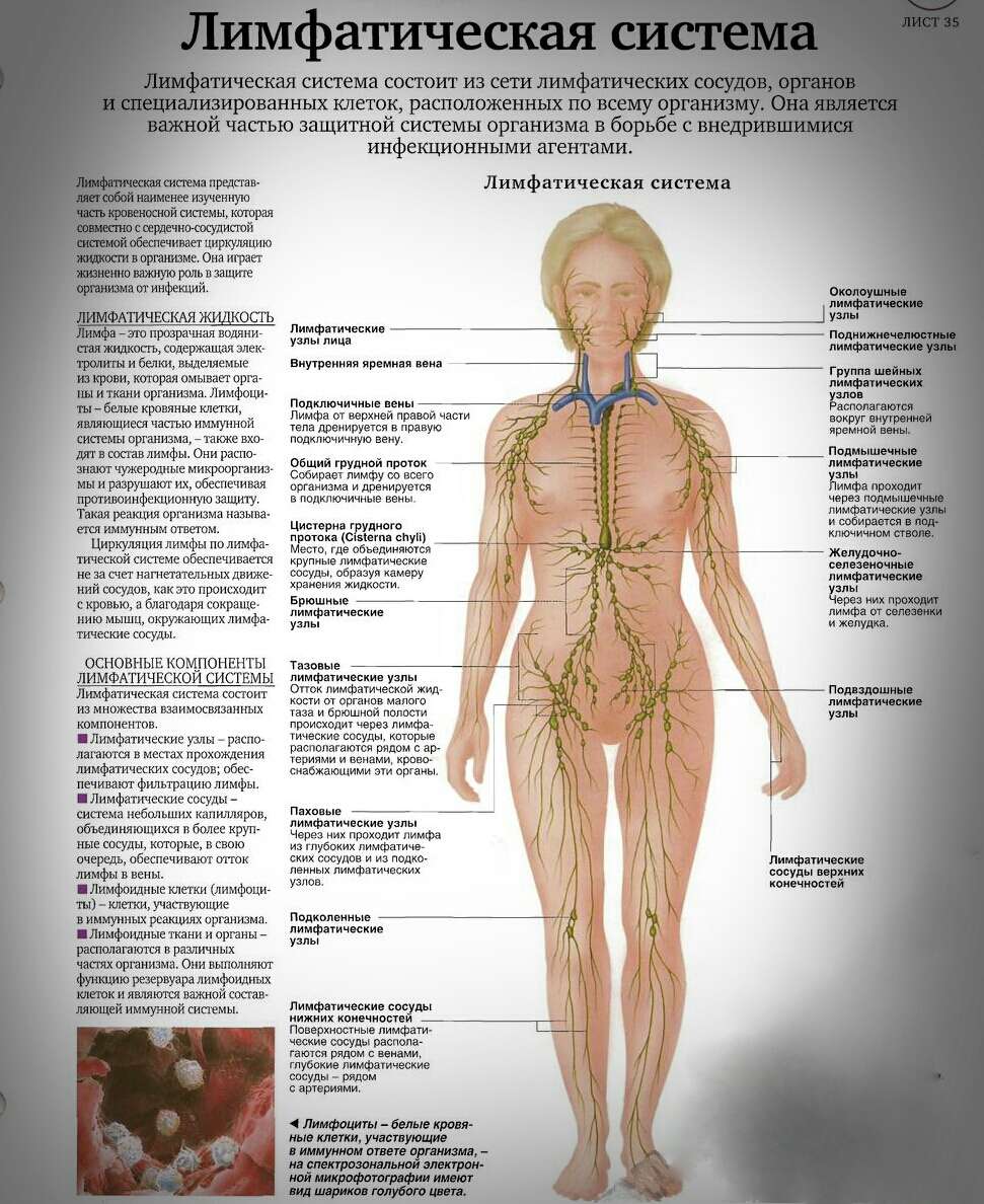 Анатомия лимфатической системы человека схема