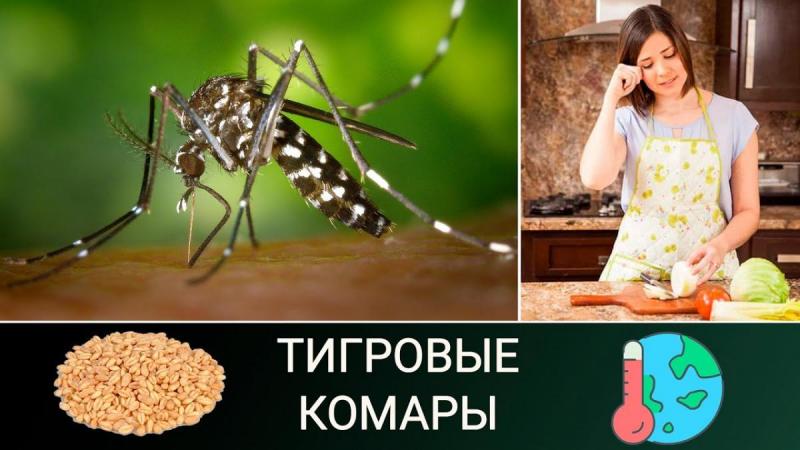 Россия доминирует на рынке пшеницы. Тигровые комары атакуют Турцию. Завалим мир луком!