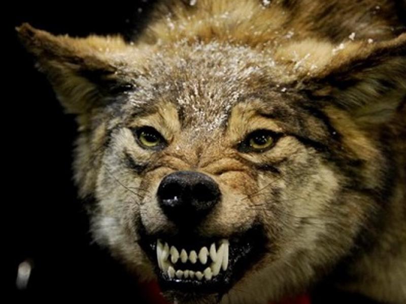 Русский голыми руками задушил волка при нападении. Видеофакт