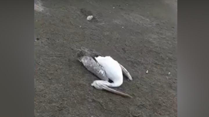 В Дагестане снова массово гибнут птицы по неизвестным причинам