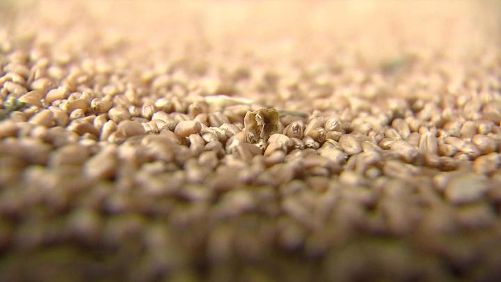 Владимир Путин раскрыл перспективы «зерновой сделки»