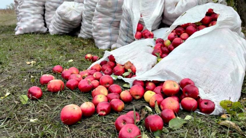 Молдавские яблоки гниют в садах из-за невозможности продать их в Россию