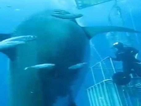 Самую большую в мире акулу впервые сняли на видео