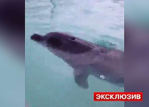 Дельфинов, которых держали в силосной яме на Кубани, привезли в Анапу