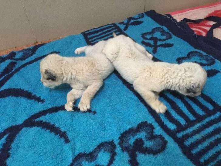 � �������� ������-����� �������� ������ ������-���������