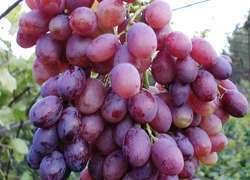 В Астраханской области приступили к созданию виноградных плантаций и садов черешни