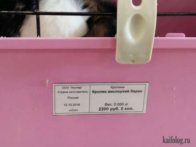 Диана Шурыгина. Смех в картинках. Жизнь с юмором.