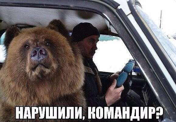 Юмор из сети. Сказочка на ночь про мишку