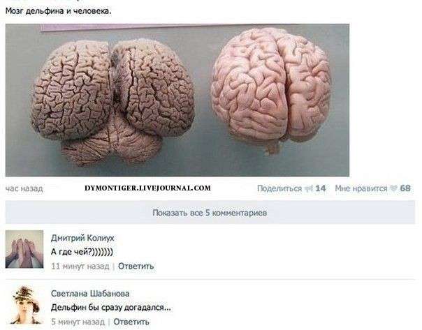 Юмор из сети: смешные комментарии на разные темы