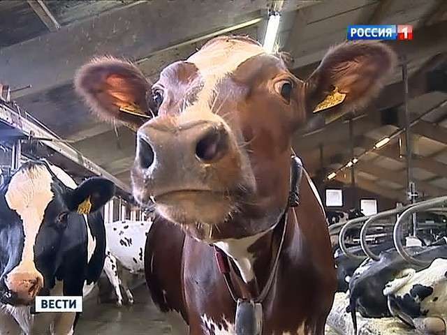Российские антисанкции стали катастрофой для европейских стран Российские антисанкции стали катастрофой для европейских стран