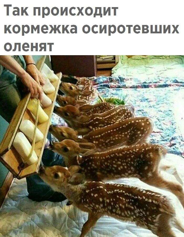 Подборка весёлых и поучительных картинок. Выпуск 123