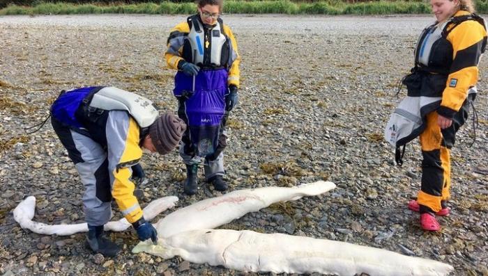 На Аляске нашли останки неизвестного морского монстра из глубин
