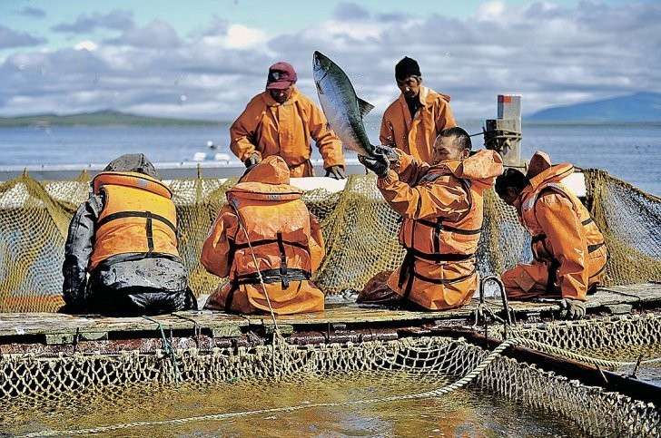 Из морских глубин мы добываем миллионы тонн, только большая часть улова уплывает за границу. Фото: Виктор ГУСЕЙНОВ