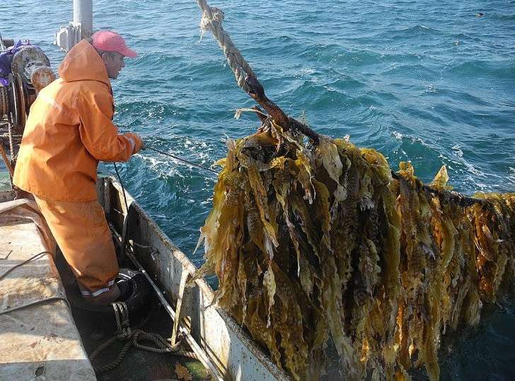 Даже в советские времена дефицита дикой морской капустой были завалены все магазины, а сейчас её приходится специально разводить. Фото: Алексей БОЯРСКИЙ