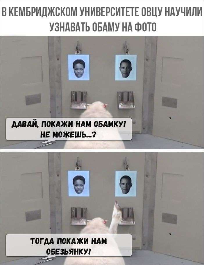 Юмор помогает нам пережить смуту: Киму угрожают, а ему всё равно