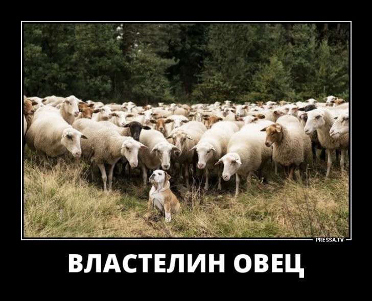Юмор помогает пережить смуту: подборка демотиваторов на субботу