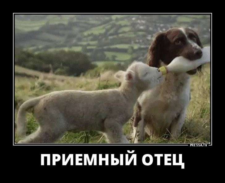Юмор помогает пережить смуту: подборка демотиваторов на субботу