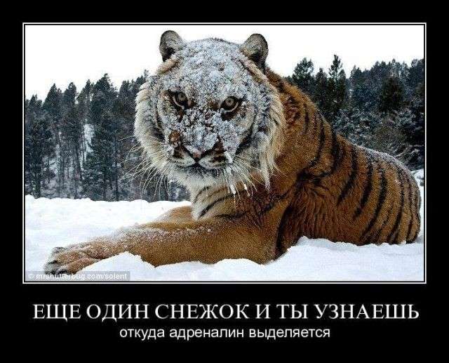 Юмор помогает пережить смуту: подборка демотиваторов на субботу