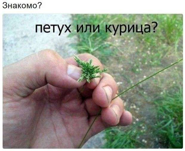 Соцсети жгут. Выпуск №121. Обо всём в картинках и с юмором