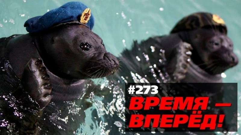 Главные открытия 2017 года: боевые тюлени, вечные дороги... Время-вперёд!