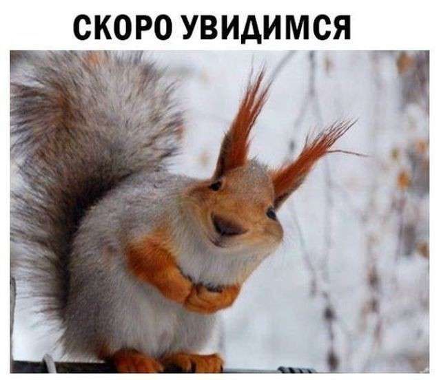 Юмор помогает пережить смуту: слово «вегетарианец» означает плохой охотник