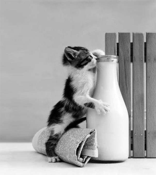 Коты, которых поймали на месте преступления – 45 отчаянных фотографий