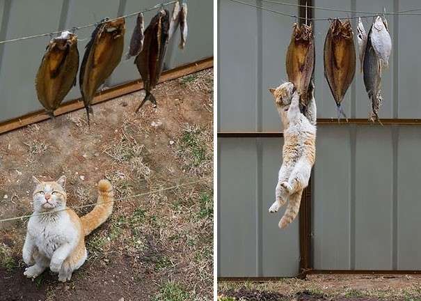 Коты, которых поймали на месте преступления – 45 отчаянных фотографий