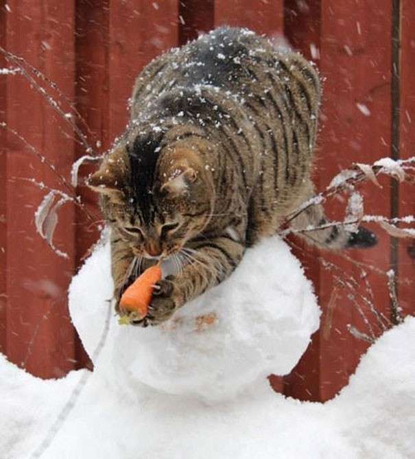 Коты, которых поймали на месте преступления – 45 отчаянных фотографий