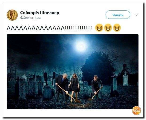 Юмор помогает нам пережить смуту: сладкая парочка Макарон и Донни = любовь