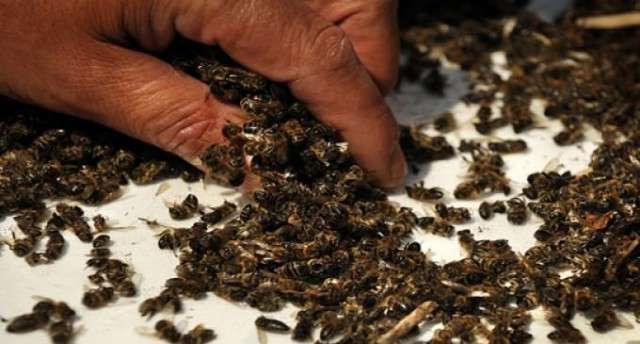 Пчеломор: в Канаде от ГМ-кукурузы одновременно погибло 37 миллионов пчёл