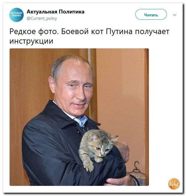 Юмор помогает пережить смуту: с Украины уже бегут даже коровы
