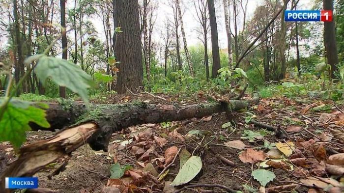 Массовая гибель деревьев в Филевском парке Москвы: кто намеренно убивает растения?