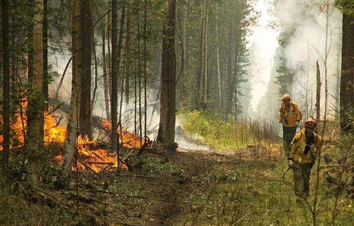 Площадь лесных пожаров в Сибири наконец-то начала сокращаться