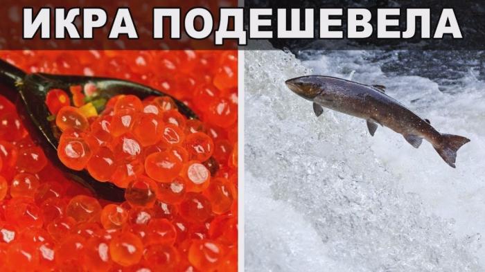 Рыболовство и рыбоводство в России. Экспорт вырос на 2.5 млрд долларов за 5 лет
