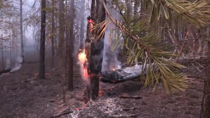 Почти 40 тысяч гектаров леса горят. Деревья вспыхивают как спички